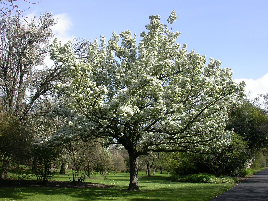 Bäume im Royal Botanical Garden, Edinburgh, Bildnachweis Christian Schönberg